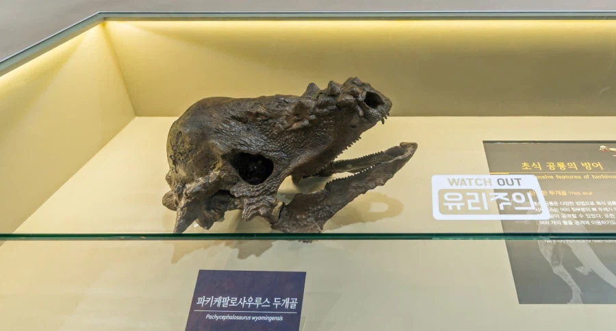 유리 진열장 속 파키케팔로사우루스 두개골