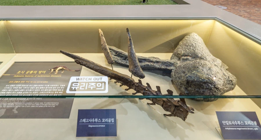 스테고사우루스 꼬리 골격과 안킬로사우루스 꼬리곤봉 전시
